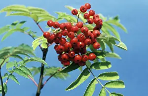 Sorbus: Rowan / Mountain Ash - berries