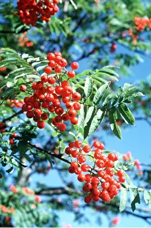 Rowan: ROWAN / Mountain Ash - berries