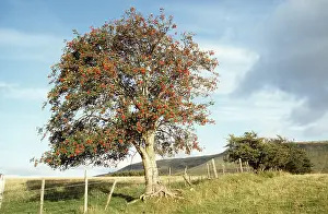 Rowan: ROWAN / Mountain Ash - in fruit