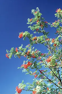 Rowan: ROWAN / Mountain Ash - in fruit