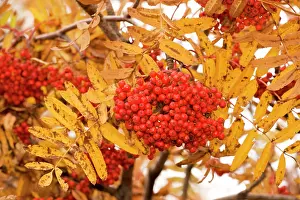 Ashes: Rowan (mountain ash) in fruit, with autumn colour
