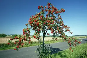 Ashes: Rowan / Mountain Ash - ripened berries on roadside tree