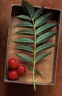 Sorbus: Rowan