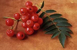 Sorbus: Rowan