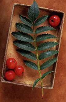 Sorbus: Rowan