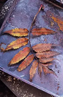 Rusting: Rowan
