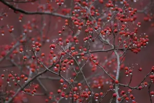 Sorbus: Rowan