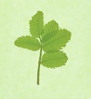 Sorbus: Rowan