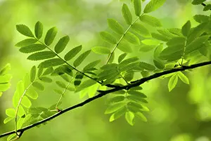 Sorbus: Rowan