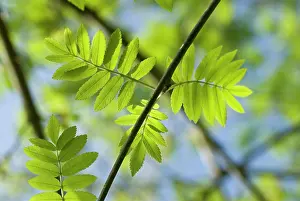 Sorbus: Rowan