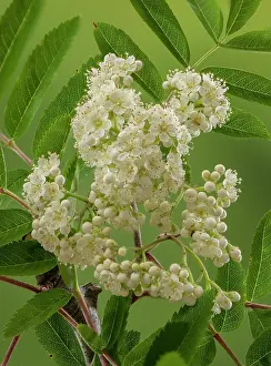 Stacked: Rowan, Sorbus aucuparia, in flower in spring