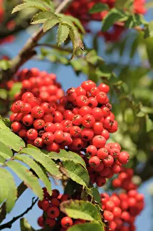 Sorbus: Rowan, Sorbus aucuparia, Mass of red coloured berries growin