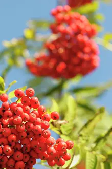 Sorbus: Rowan, Sorbus aucuparia, Mass of red coloured berries growin