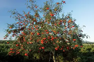 Rowans: Rowan tree - in full fruit, on heathland