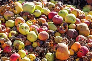 Rowing: Rowing of spoiled apples, Malus domestica