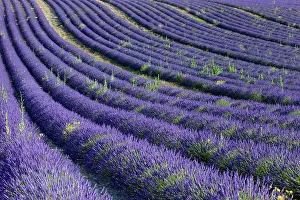 Aroma: Rows of colorful lavender along the Valensole