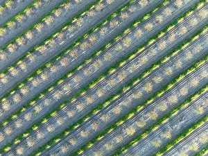 Rows: Rows of cultivated almond trees (Prunus dulcis)