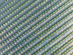 Rows: Rows of cultivated almond trees (Prunus dulcis)