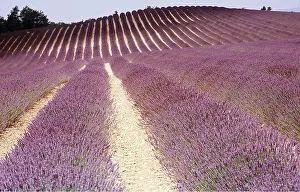 Frederic Rolland: Rows of lavender in a field