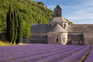 Leading: Rows of lavender leading to Abbaye de Senanque