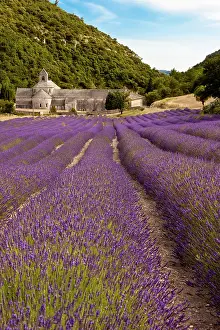 Monastery: Rows of lavender leading to the historic