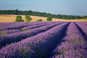 Features: Rows of lavender near Snowshill, the Cotswolds