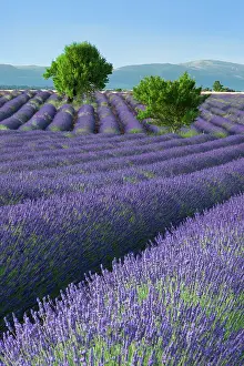 Puimoisson: Rows of Lavender along the Valensole Plateau