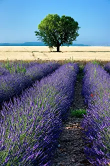 Puimoisson: Rows of Lavender and wheat fields converge