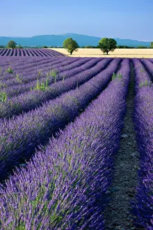 Aromatic: Rows of Lavender and wheat fields converge