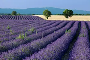 Aromatic: Rows of Lavender and wheat fields converge