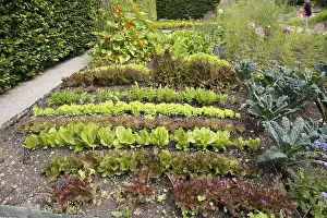 Cumbria: Rows of lettuce in well stocked vegetable garden