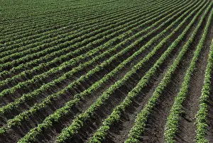 Potatoes: Rows of potato plants in Southern Oregon