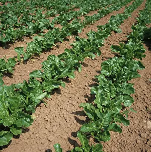 Beet: Rows of Sugar Beet (Beta vulgaris)