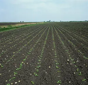 Seedlings: Rows of Sugar Beet (Beta vulgaris) seedlings