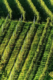 Wine: Rows Of Vineyard Grape Vines. Autumn Landscape With
