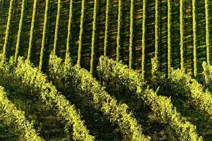 Wine: Rows Of Vineyard Grape Vines. Autumn Landscape With