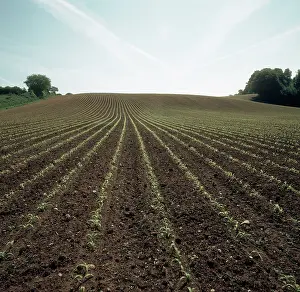 Seedlings: Rows of young corn