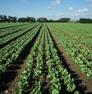 Leafy: Rows of young lettuces in a crop, Berkshire