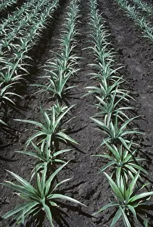 Bromeliaceae: Rows of a young pineapple crop