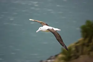 Epomophora: Royal Albatross