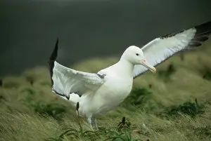 Epomophora: Royal Albatross (Diomedea epomophora) Campbell