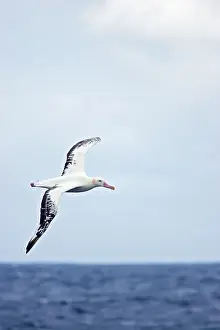 Epomophora: Royal Albatross - In flight over sea