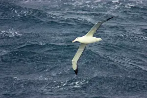 Epomophora: Royal Albatross - In flight over sea
