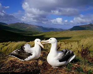 Epomophora: ROYAL ALBATROSS - Pair at nest