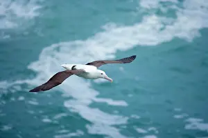 Epomophora: Royal Albatross - soaring above the ocean