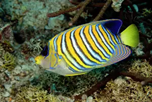 Trawangan: Royal Angelfish