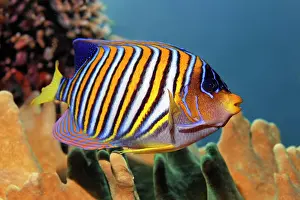 Pygoplites: Royal angelfish (Pygoplites diacanthus), Great Barrier