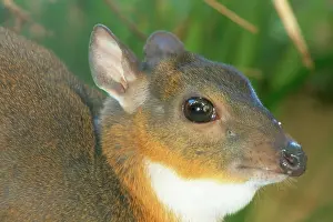 Inches: Royal ANTELOPE - Head. Smallest true antelope