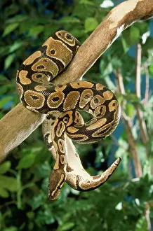 Regius: Royal / Ball Python