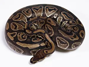 Regius: Royal / Ball Python